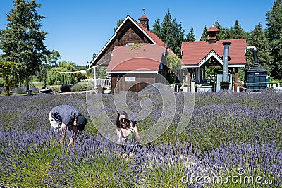 Young couple picking lavender in farm in Sequim, Washington on sunny summer day. Editorial Stock Photo