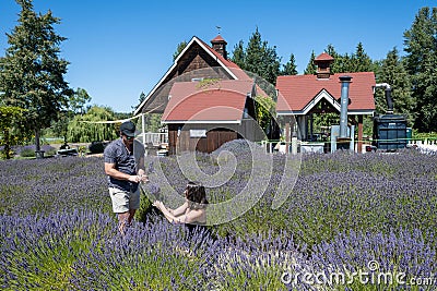 Young couple picking lavender in farm in Sequim, Washington on sunny summer day. Editorial Stock Photo