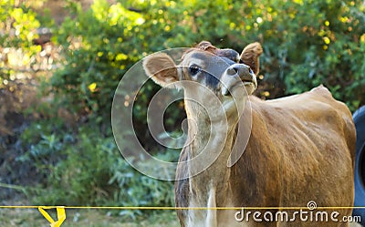 Young Cow Stock Photo