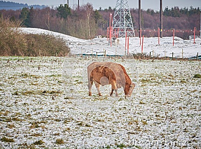 Young Cow Bull Grazing Eating in Snow on Farmland in Winter with building site behind the field. Stock Photo