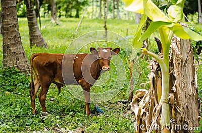 Young cow in jungle Stock Photo