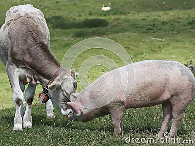 The young cow and the pig Stock Photo