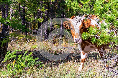 A young cow is walking in search of food Stock Photo