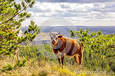 A young cow walks along the slopes of the mountains Stock Photo