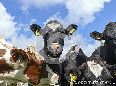 A young cow, wearing anti fly clip, in the middle of a group of cows looks curiously above the other cows Editorial Stock Photo