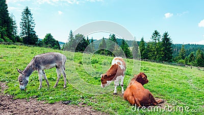 Young cows - heifers - and donkey in a mountain meadow Stock Photo