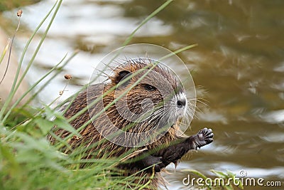 Young coypu, Myocastor coypus, sitting in grass on river bank and cleaning hair on forelegs. Rodent also known as nutria Stock Photo