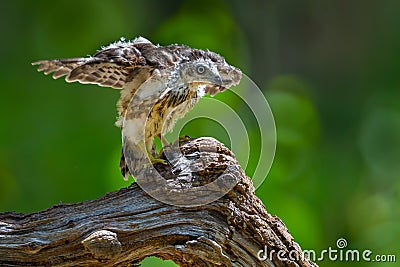 young Crested serpent-eagle(Spilornis cheela) Stock Photo