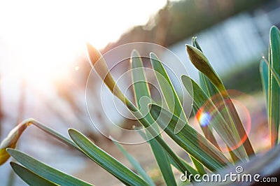 Young crocus buds bask in the backlight from the setting sun Stock Photo