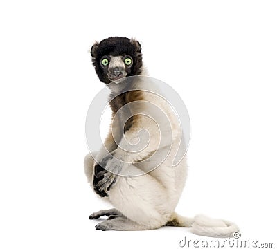 Young Crowned Sifaka against white background Stock Photo