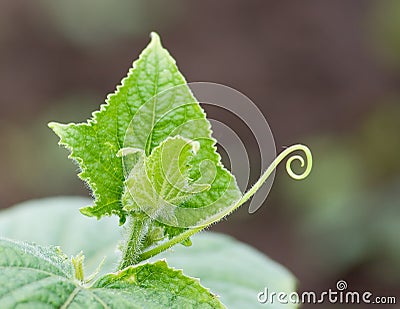 Young cucumber Stock Photo