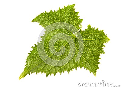 Young cucumber leaf Stock Photo
