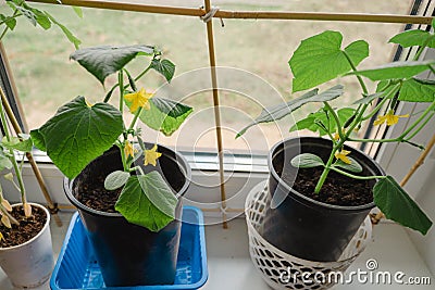 Young cucumber plant growthing in a pot on the window sill on the balcony Stock Photo