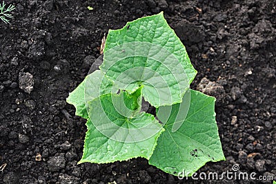 Young cucumber stem in black earth Stock Photo