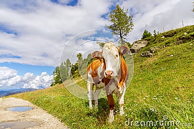 Young curious bull on the road in the Italian Alps Stock Photo