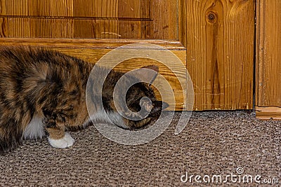 Young curious calico cat sniffing the gap Stock Photo