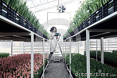 Young cute african girl is using digital tablet to work with tulips in greenhouse Stock Photo