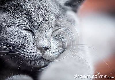 Young cute cat portrait close-up. The British Shorthair kitten with blue gray fur Stock Photo