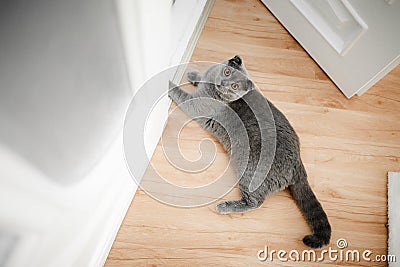 Young cute cat resting on wooden floor. Stock Photo