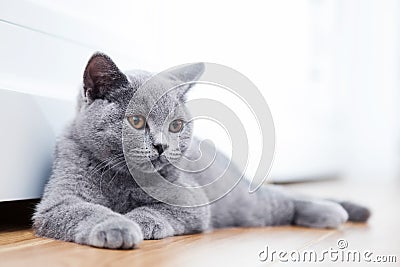 Young cute cat resting on wooden floor. Stock Photo