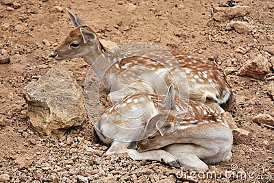 Young cute fallow deer Stock Photo