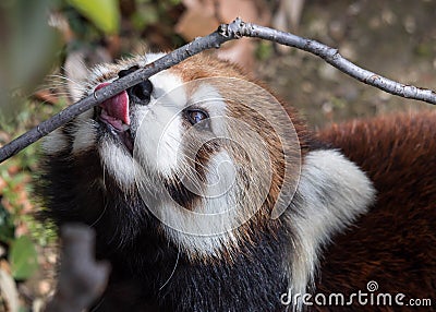 Red panda or lesser panda licking a twig. Close up shot. Stock Photo