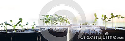 Young cutting flower seedlings growing in a propagation trays. Spring gardening banner. Zinnia, Aster and Dahlia sprouts. Stock Photo