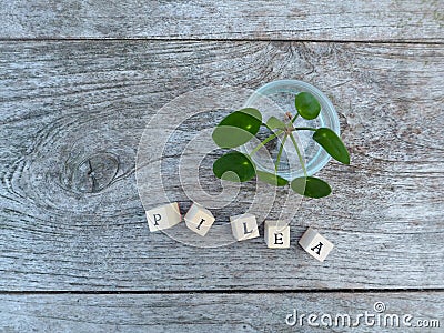 Young cutting of a pancake plant or pilea peperomioides Stock Photo