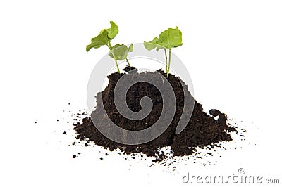 Young cuttings of seed of Hibiscus Stock Photo