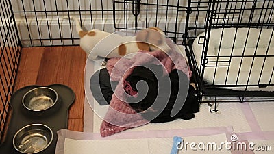 dog pulling blanket into cage