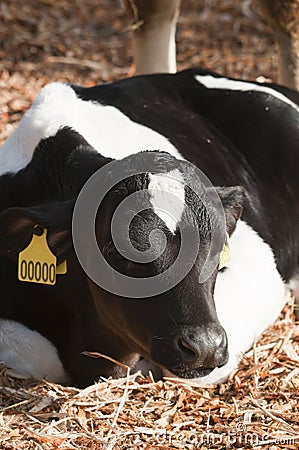 Young Dairy cattle (dairy cows) Stock Photo