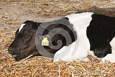 Young Dairy cattle (dairy cows) Stock Photo