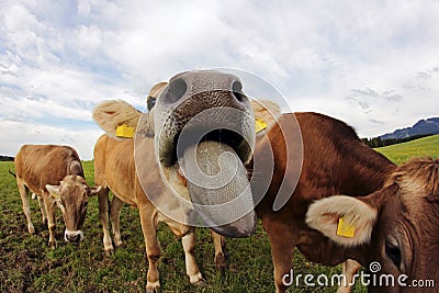 A young dairy cow stretched out his tongue Stock Photo