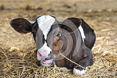 Young dairy cows Stock Photo