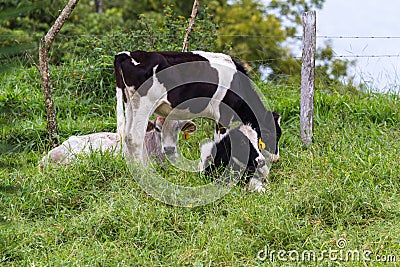 Young dairy cows Editorial Stock Photo