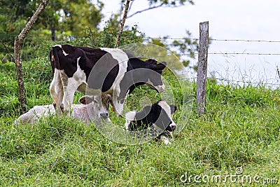 Young dairy cows Stock Photo