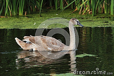 Young dark-colored swan Stock Photo