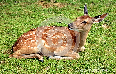 Young deer Stock Photo