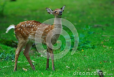 Young deer Stock Photo