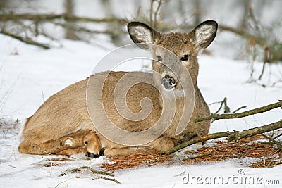 Young Deer Stock Photo