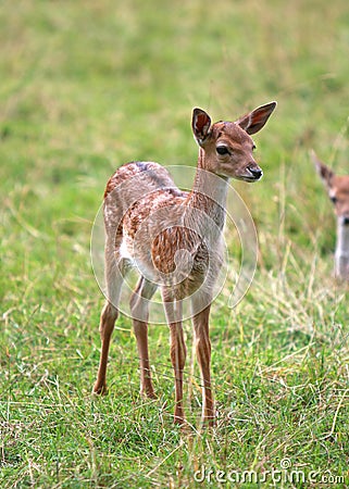 Young deer Stock Photo