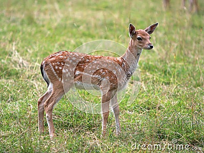 Young deer Stock Photo