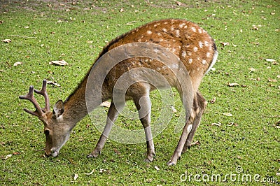 Young deer Stock Photo