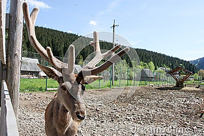 Young deer Stock Photo