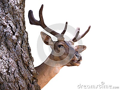 Young deer buck Stock Photo