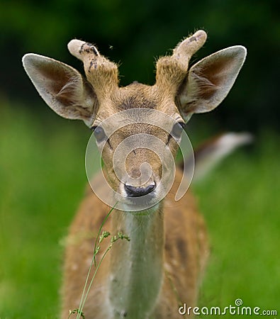 Young deer eating Stock Photo