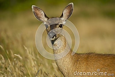 Young Deer Stock Photo