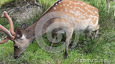 Young deer new eating grass. Wild deer in the nature in the park. Spotted deer in nature. Beautiful young deer is standing on lawn and is chewing on young green Young deer new eating grass. Wild deer in the nature in the park. Spotted deer in nature. Beautiful young deer is standing on lawn and is chewing on young green