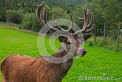 Deer in forrest Stock Photo