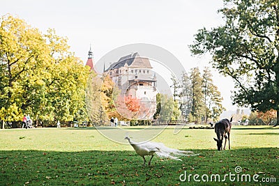 A young deer and a peacock walk in a meadow near Blatna Castle in the Czech Republic. Stock Photo